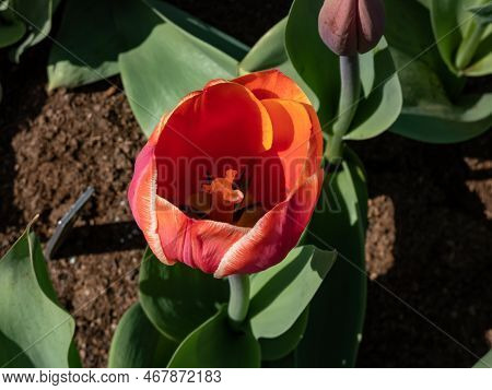 Darwin Hybrid Tulip  'eric Hofsjo' Blooming With Bi-color Red-pink And Cream Flowers In The Garden