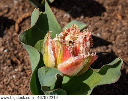 Fringed Tulip 'queensland' Blooming With Reddish-pink Ruffled Flowers With Finely Incised White Edge