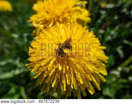 Macro Shot Of A Single Bee Covered With Yellow Pollen On A Yellow Dandellion Flower (lion's Tooth) F