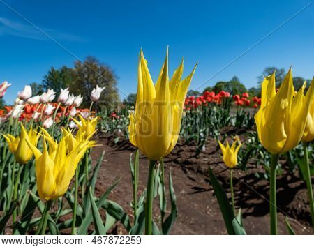 Large Conspicuous Lily-flowered Tulip 'west Point' Flowering With Elegant Yellow Flowers With Long, 