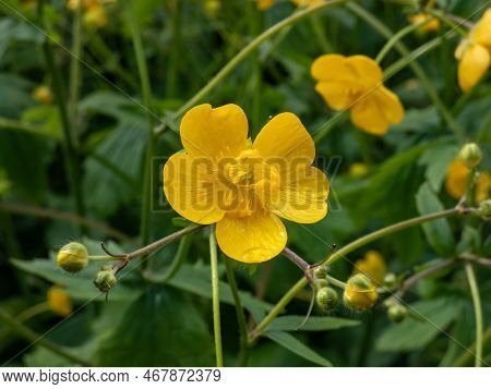 Macro Of Golden Yellow Flower Of Woolly Buttercup (ranunculus Lanuginosus) With Five Glossy Petals A