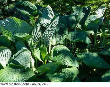 One Of The Largest Hosta ′blue Umbrellas′ With Giant, Blue-green, Thick-textured, Corrugated, Heart 
