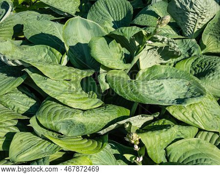 One Of The Largest Hosta ′blue Umbrellas′ With Giant, Blue-green, Thick-textured, Corrugated, Heart 