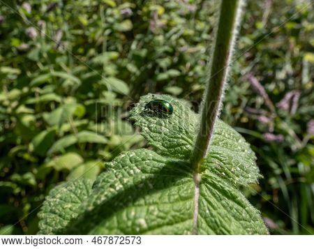 Close-up Shot Of The Green Dock Beetle (gastrophysa Viridula) Crawling On A Green Leaf. Green Insect