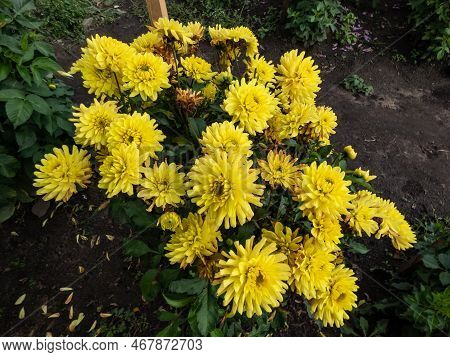 Dahlia 'soleil Soleil' Blooming With Bright Yellow Flowers In The Garden In Autumn