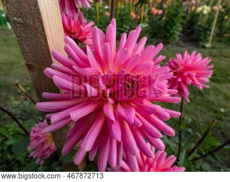 Cactus Dahlia 'tutti Frutti' Blooming With Showy Coral Pink Flowers With Pointed Petals In The Garde
