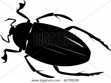 Beetle