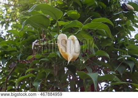 Yellow Flower Of Scindapsus Officinalis (roxb.) Schott Hanging On The Big Tree In The Garden Is A Th