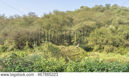 Thickets Of The Indian Jungle. Lush Green Trees And Bushes Against The Blue Sky. A Peacock Is Sittin