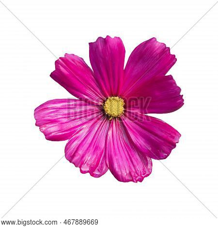 Pink Cosmos Bipinnatus Flowers Isolated On White Background. Ornamental Garden Plant Cosmos Bipinnat