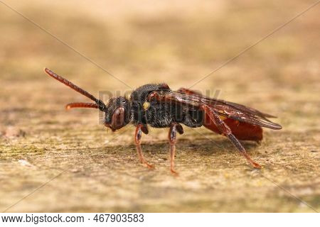 Detailed Closeup On A Female Yellow Shouldered Nomad Bee, Nomada Ferruginata , Sitting On Wood