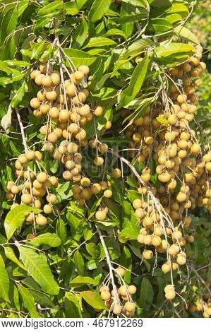 Fresh Fruits Longan In Garden Thailand Asia