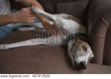 Owner Gives Belly Or Stomach Rub To Well Behaved Pet Greyhound Dog, Who Relaxes And Lies Sideways On