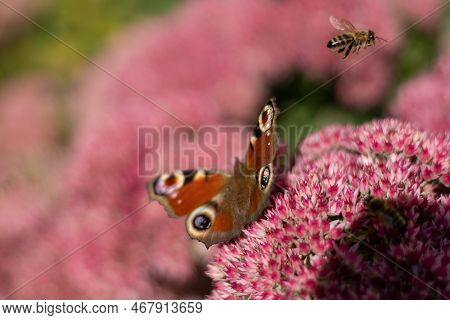 A Peacock Butterfly Is Eating On A Pink Sedum Flower - Hare Cabbage. A Flowerbed With Flowers Pollin