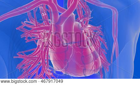 Human Heart Circulatory System Anatomy For Medical Concept 3d Illustration
