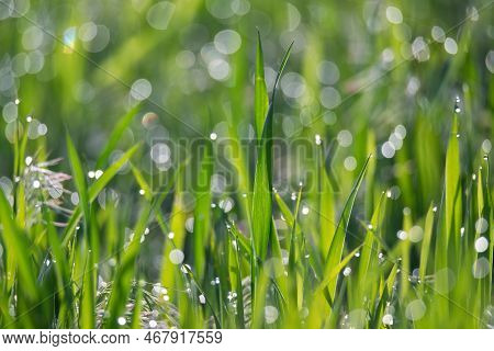 Green Grass And Drops Of Morning Dew