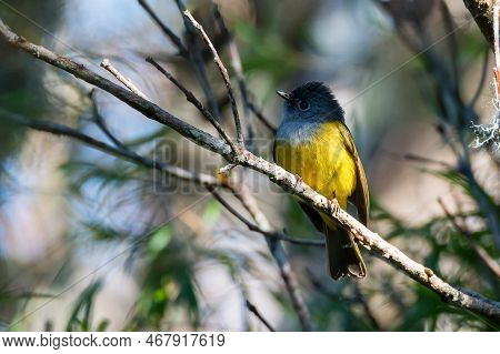 Close Up Of Grey-headed Canary Flycatcher Or Culicicapa Ceylonensis