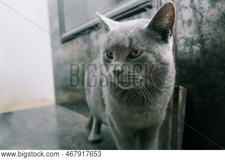 The Gray British Cat Near The Fireplace. Cute Gray British Shorthair Cat Walking At Home Interior. B