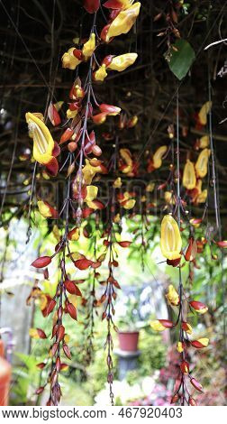 Yellow And Red Indian Clock Vine Or Thunbergia Mysorensis Or Clock Vine Flower Dangling Down And The