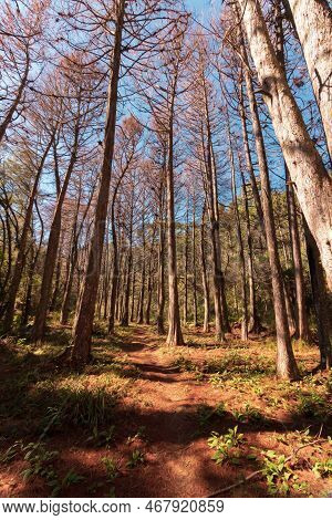 Beautifful View Of Red Pine Trees In Campos Do Jordao