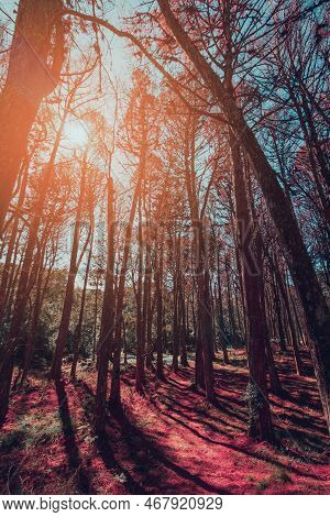 Beautifful View Of Red Pine Trees In Campos Do Jordao