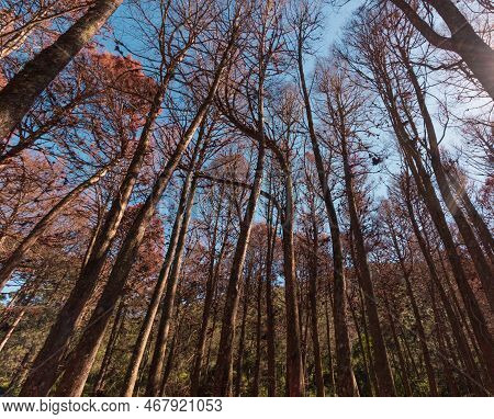 Beautifful View Of Red Pine Trees In Campos Do Jordao