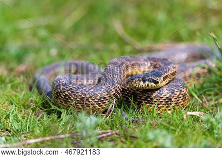 Close-up Of Blotched Snake Or Elaphe Sauromates In Grass