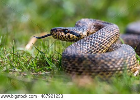 Close-up Of Blotched Snake Or Elaphe Sauromates Showing Its Tongue
