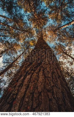 Beautifful View Of Araucaria Angustifolia Trees In Campos Do Jordao