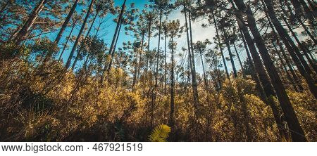 Beautifful View Of Araucaria Angustifolia Trees In Campos Do Jordao