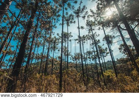 Beautifful View Of Araucaria Angustifolia Trees In Campos Do Jordao