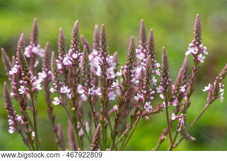 Swamp Verbena (verbena Hastata) Flowers