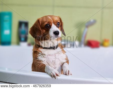 A Very Cute Dog, A Half-breed Redhead With White, Takes A Bath