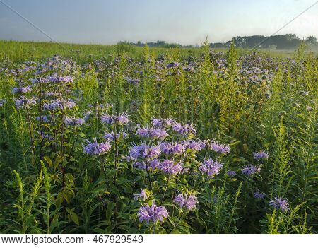 Bergamot (bee Balm Or Monarda) Grows In Profusion At Springbrook Prairie Forest Preserve In Dupage C