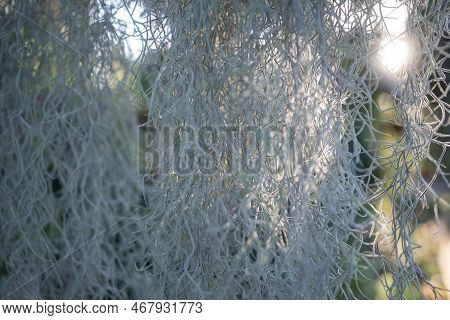 Old Mans Beard Closeup. Almost White Plant Of Tillandsia Usneoides, Spanish Moss