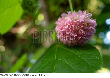 Pink Flowers Closeup Of Dombeya Wallichii, Pinkball Or Tropical Hydrangea