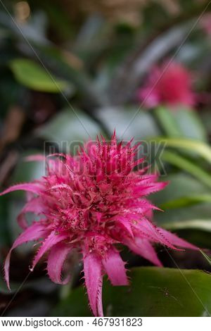 Pink Flower Closeup. Blossom Of Aechmea Fasciata Baker Or Silver Vase Plant