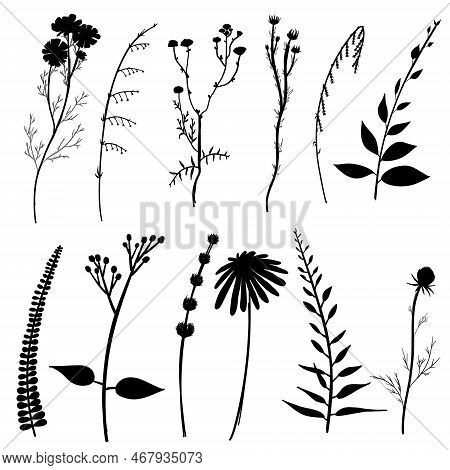 Big Set Silhouettes Botanic Blossom Floral Elements. Branches, Leaves, Herbs, Wild Plants, Flowers. 