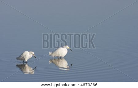 Egrets Fischen zusammen