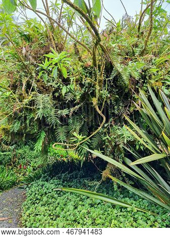 Costa Rica, Tropical Climbing Plant Called Celastrus Orbiculatus