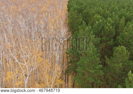 Empty Autumn Road With Bright Mixed Forest; Drone View From Above Of Evergreen Pine Trees And Golden