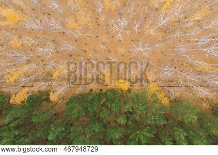 Empty Autumn Road With Bright Mixed Forest; Drone View From Above Of Evergreen Pine Trees And Golden