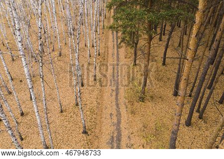 Empty Autumn Road With Bright Mixed Forest; Drone View From Above Of Evergreen Pine Trees And Golden