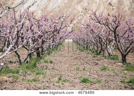 Filari di alberi