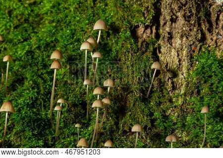 White Mushrooms In The Forest, Mycena Piringa Mushrooms