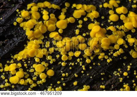 Very Small Fungus Yellow Fairy Cups Or Lemon Discos, Bisporella Citrina, On Old Wet Wood