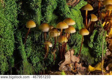 Mycena Inclinata Mushroom On Old Stump. Group Of Brown Small Mushrooms On A Tree. Inedible Mushroom