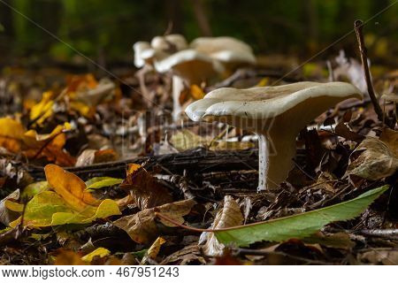 Lactifluus Vellereus Formerly Lactarius Vellereus Fungus In The Forest