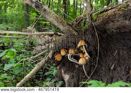 Coprinellus Micaceus. Group Of Mushrooms On Woods In Nature.