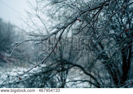 Freezing Rain Winter. Ice And Snow On Branch After Freezing Rain. Branch Fully Encapsulated In Ice G